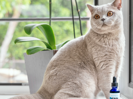 How to Choose the Right CBD Oil for Your Cat