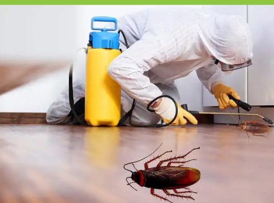 Pest Control Services: Investing in Your Property's Future