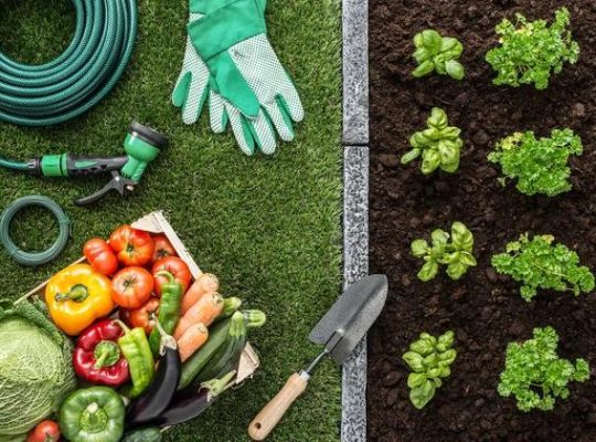 The Art of Irrigation: Mastering Your Garden’s Water Flow